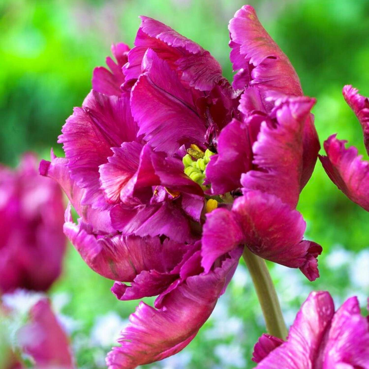 Tulppaani 'Negrita Parrot'